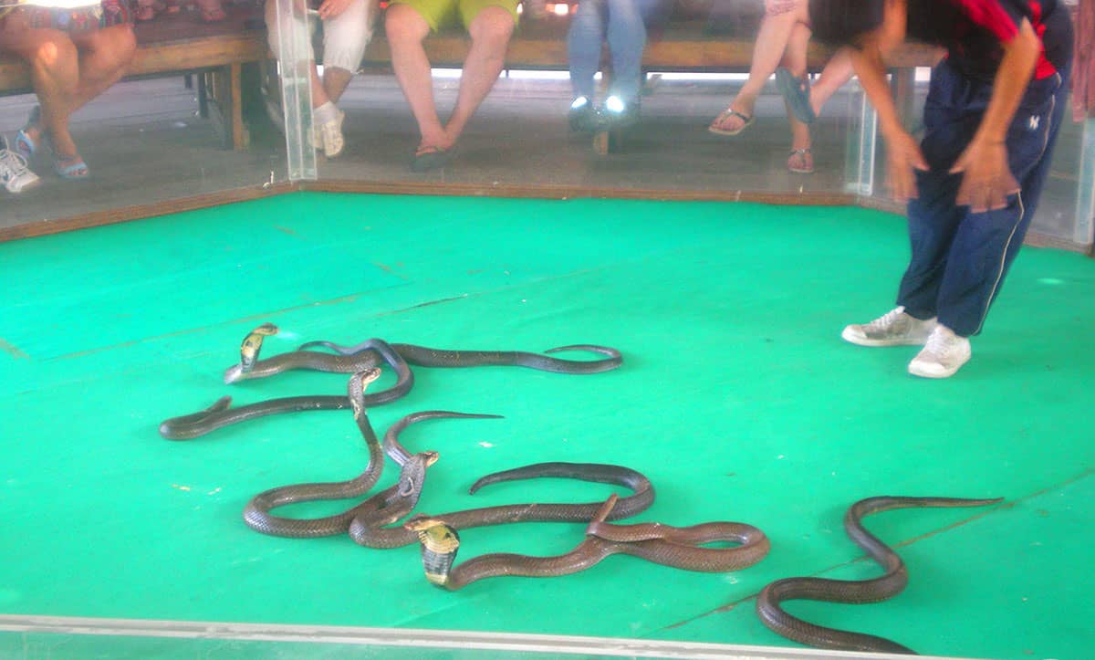 Захватывающее шоу со змеями в тайланде