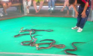 шоу со змеями