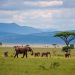 Safari in Tansania: Ein unvergessliches Abenteuer in der afrikanischen Wildnis