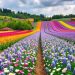 Die schönsten Blumenfelder der Welt – Ein faszinierender Farbentanz der Natur