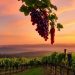Die schönsten Weinberge in Deutschland: Ein faszinierender Streifzug durch die Weinlandschaften