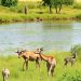 Best Destinations for Wildlife Viewing: Your Ultimate Guide to Nature’s Wonders