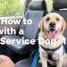 How to Travel with a Service Animal: A Comprehensive Guide for Smooth Journeys