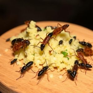 Manger des insectes: ¿una experiencia culinaria que vale la pena?
