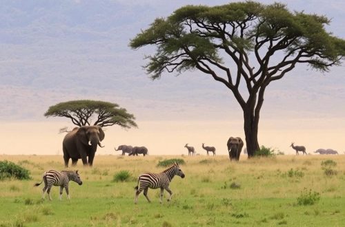 Faire un safari en Afrique du Sud: una aventura que transforma