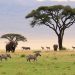 Faire un safari en Afrique du Sud: una aventura que transforma