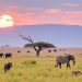 Safari en África: Kenia, Tanzania o Sudáfrica — ¿Cuál elegir para tu aventura animal?