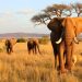 Eine Safari in Afrika erleben: Tu guía para vivir la aventura salvaje