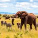 En la senda salvaje: Una experiencia de safari en África que te cambiará