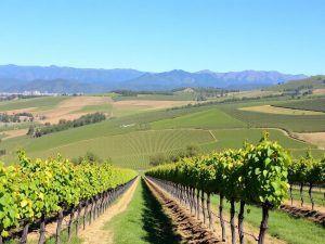 La ruta del vino en Mendoza, Argentina: un viaje entre viñas, sabores y cordillera