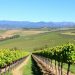 La ruta del vino en Mendoza, Argentina: un viaje entre viñas, sabores y cordillera
