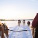 Perros, trineos y auroras: la magia del dog-sledding en el Ártico