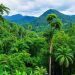 Die Regenwälder Costa Ricas und seine Biodiversität: Un viaje al corazón verde de Costa Rica