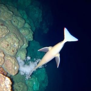 Под водой и над волнами: лучшие морские экскурсии в Шарм-эль-Шейхе