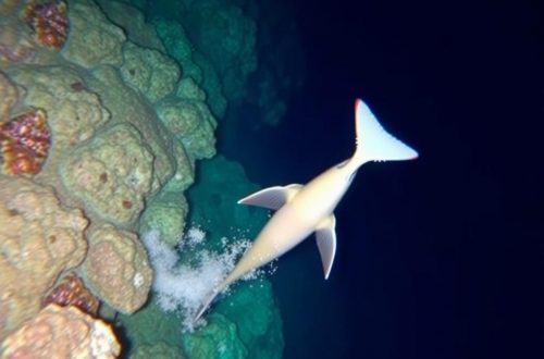Под водой и над волнами: лучшие морские экскурсии в Шарм-эль-Шейхе